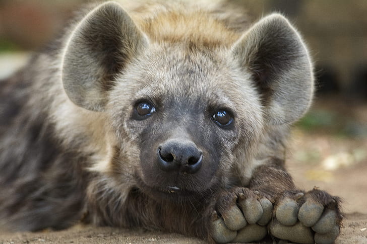 brown and black hyena