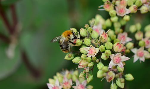 macro photography of bee on green flower
