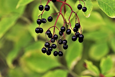 black berries in shallow focus photography