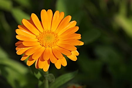 selective focus photography of yellow daisy flower