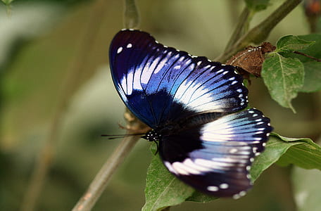 selective focus photography of white, blue, and black butterfly on green leaf