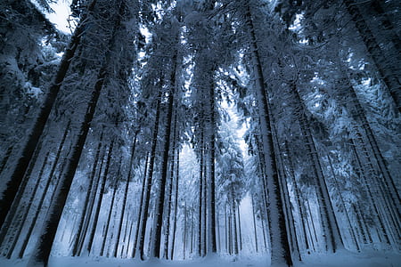low angle photography of tall trees covered with snow