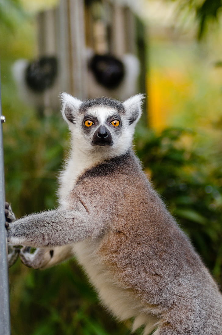 Close Up Photography of Lemur during Daytime