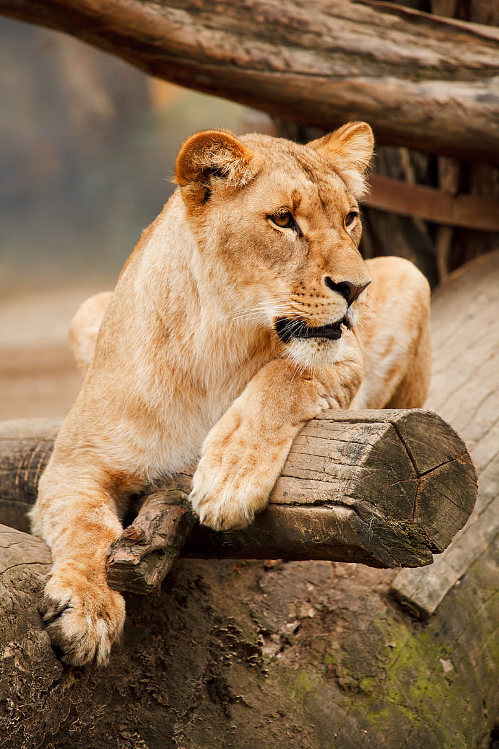photo of adult lioness