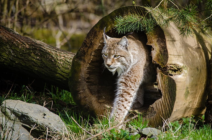 panning photography of wild cat