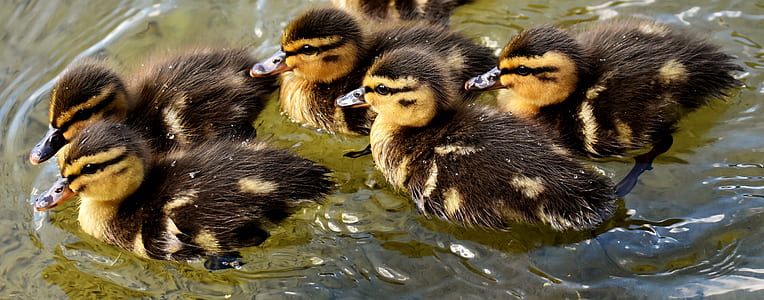 flock of ducklings on body of water