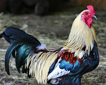 shallow focus photography of multicolored rooster