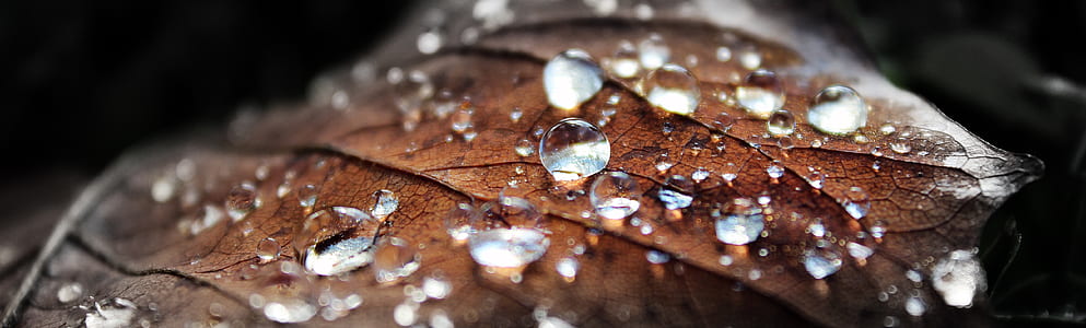 shallow focus photography of water drops on brown leaf