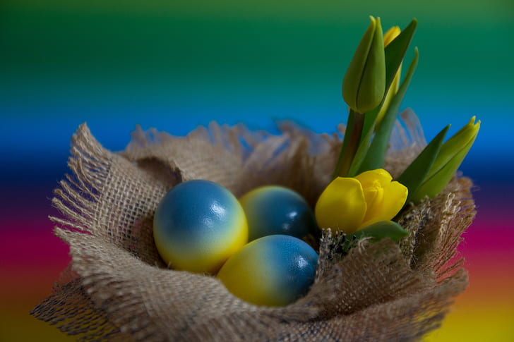 blue-and-yellow eggs