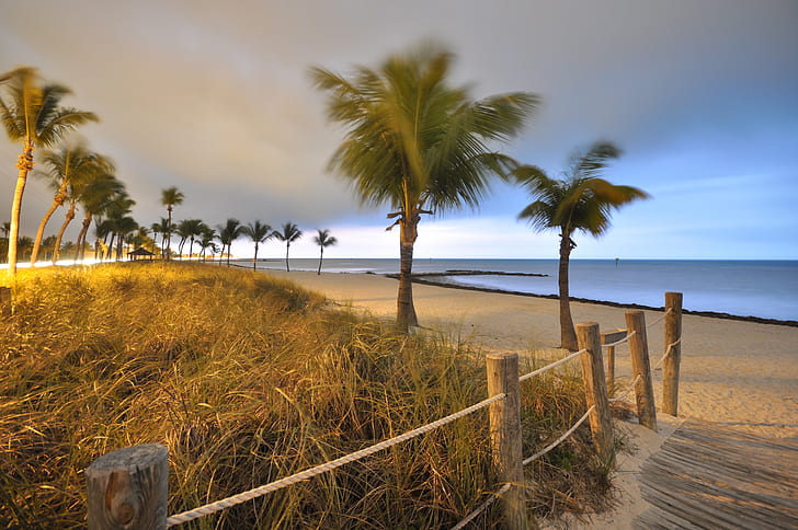 palm trees at seashore during daytime