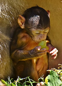 brown monkey eating green fruit during daytime