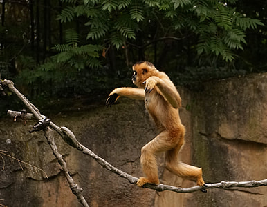 brown monkey standing on tree branch