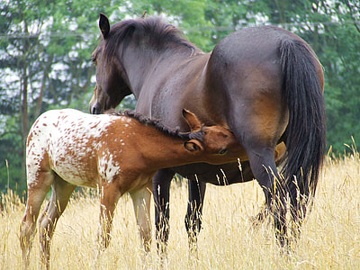black and brown horse on brown field