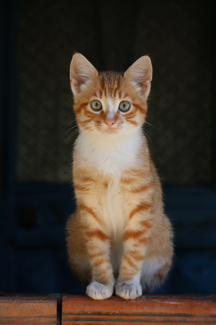golden tabby cat photograph