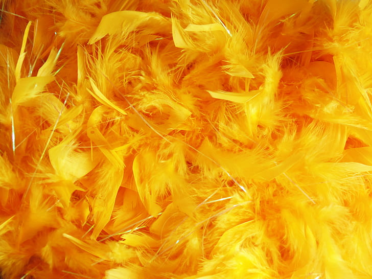 orange and yellow feather lot
