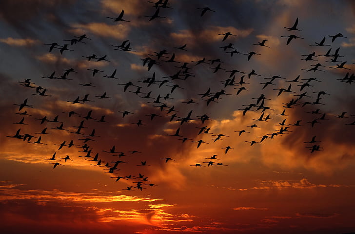 flock of birds flying during sunset
