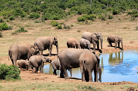 group of brown elephants during day time
