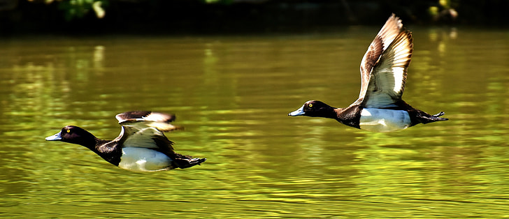 two duck flying over water