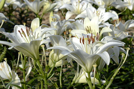 close-up photo of white Easter lily flowers