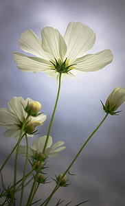 white cosmos flowers blooming at daytime