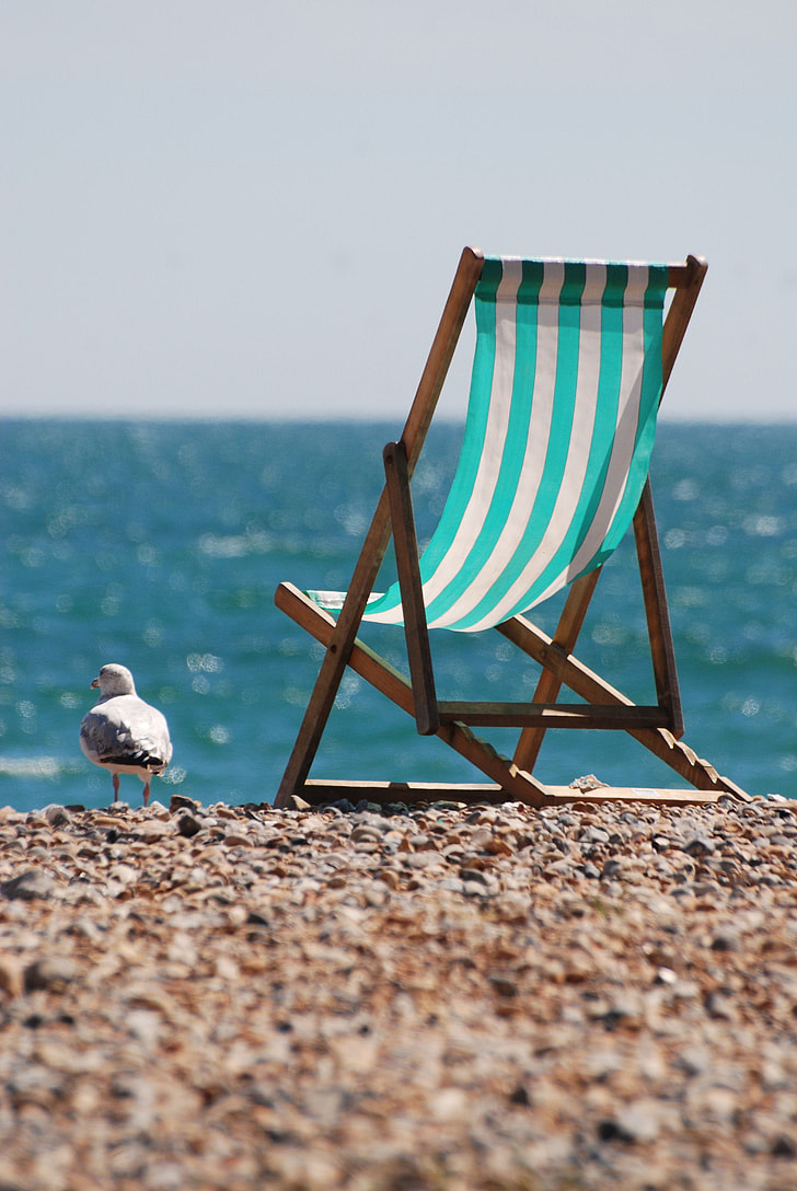 seagull standing on shore near chair
