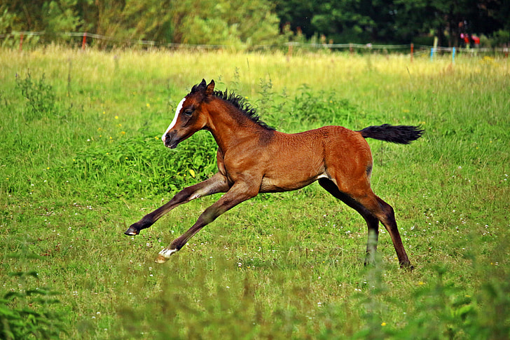 brown pony running on green grass lawn