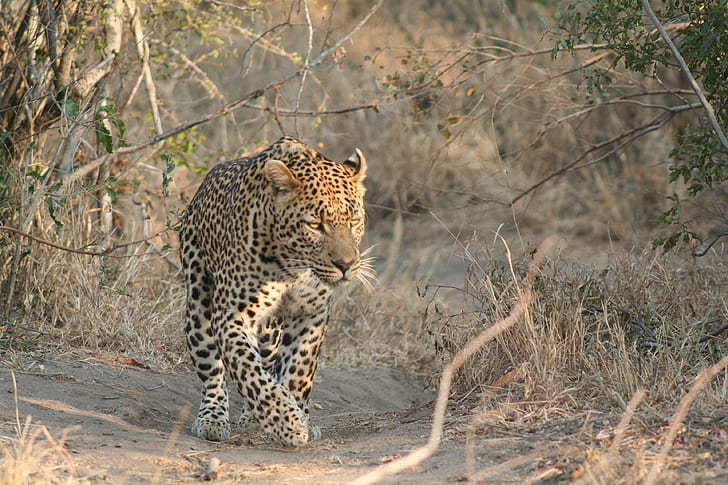 cheetah walking on brown soil looking towards right