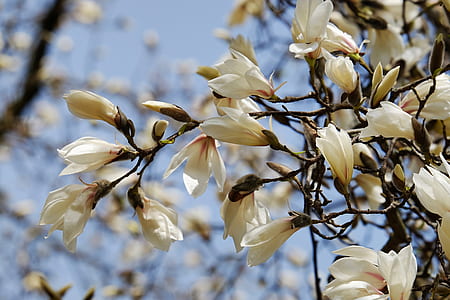 white Magnolia flowers in bloom at daytime