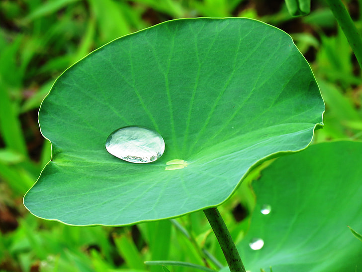 water drop on green leaf plants