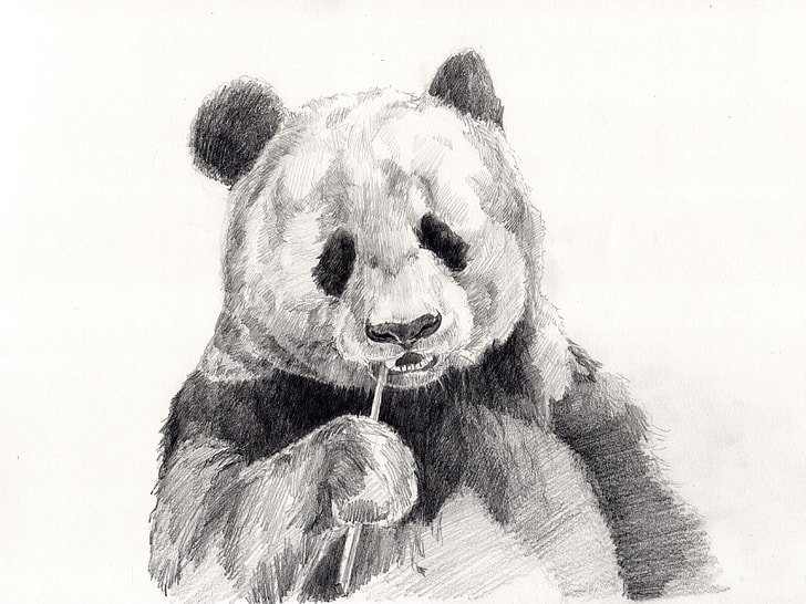 sketch of panda
