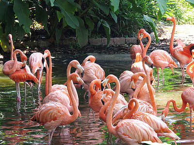 group of pink flamingos on water near green plants
