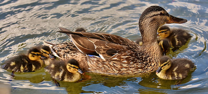 brown and black duck and six ducklings