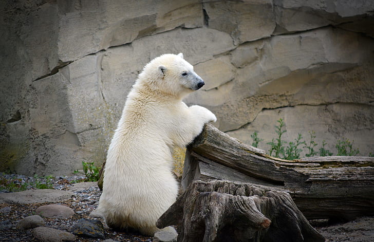 white Polar bear leaning on brown wood log at daytime