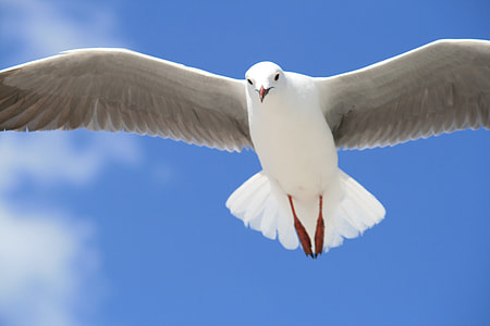 white pigeon flying under blue sky during daytime