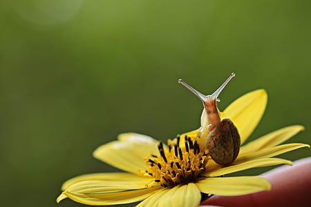 yellow creopsis flower with snail