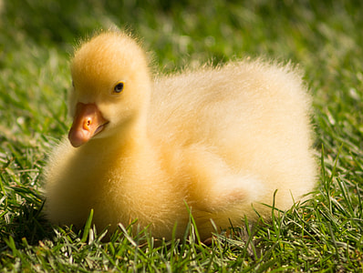 shallow focus photography of yellow duckling sitting on green lawn