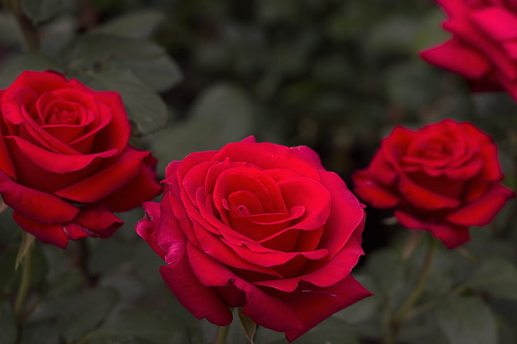 three red rose flowers focus photography