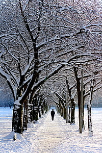 Man in Black Jacket Walking on Snowy Tree during Daytime