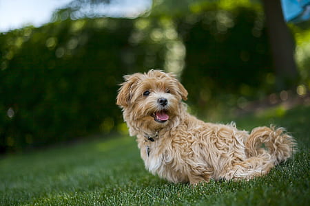 brown and white Havanese puppy sitting on green grass field during daytime close-up photo