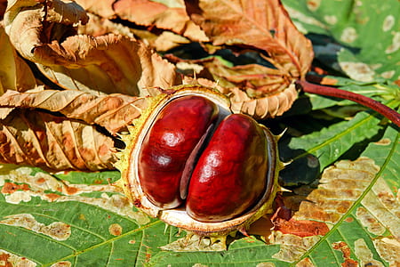 opened red and green fruit on green leaf