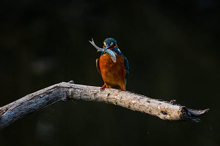 bird perched on the tree with small fish on the beak