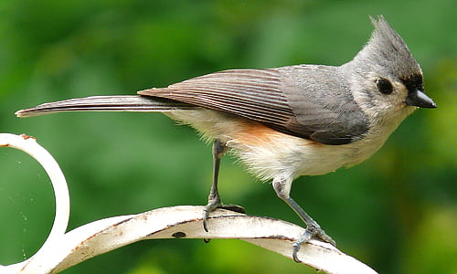 selective focus photography of tufted titmouse