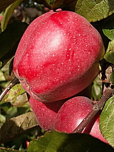 photo of red apple