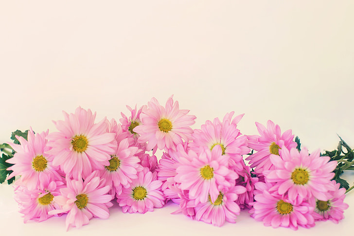 pink petaled flowers with gray background