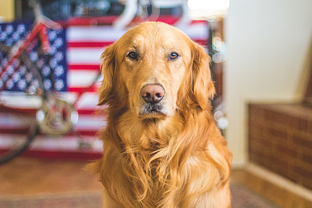 brown long coated dog near U.S. flag