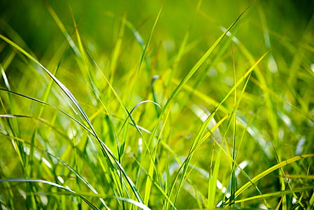 selective focus photography of green grass blades