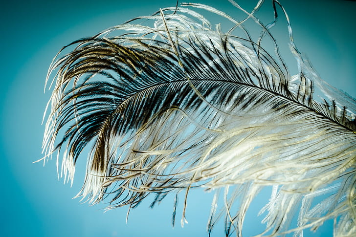 white and black feather