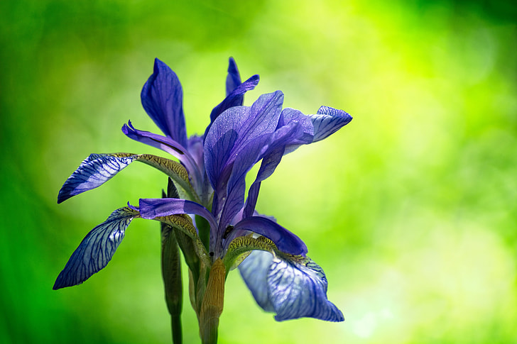 purple petaled flower photo