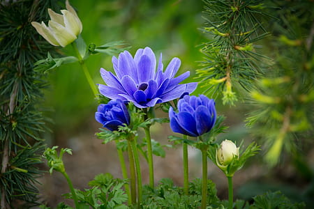 closeup photography of purple and white flowers