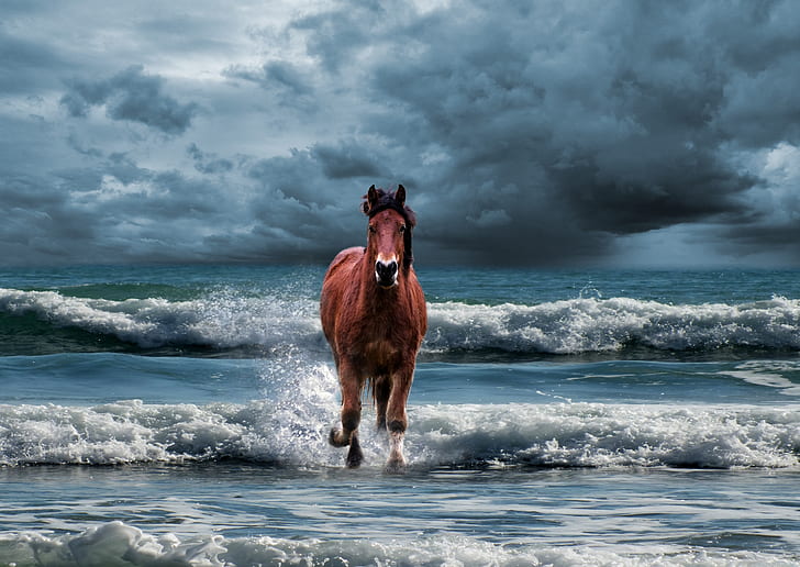 brown horse running towards on ocean at daytime